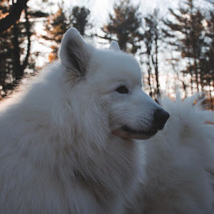 Meet your Posher, Max